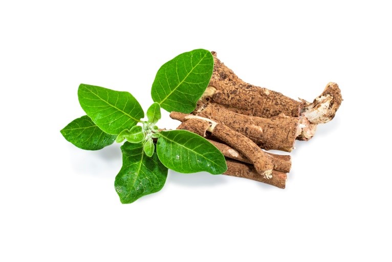 Detail listů a stonků rostliny ashwagandhy na přírodním pozadí, ilustrující bylinný původ doplňku.