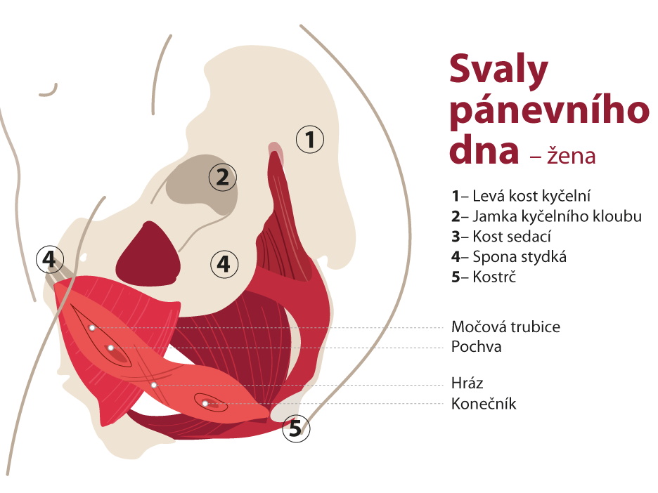 popsaná ilustrace svalů pánevního dna