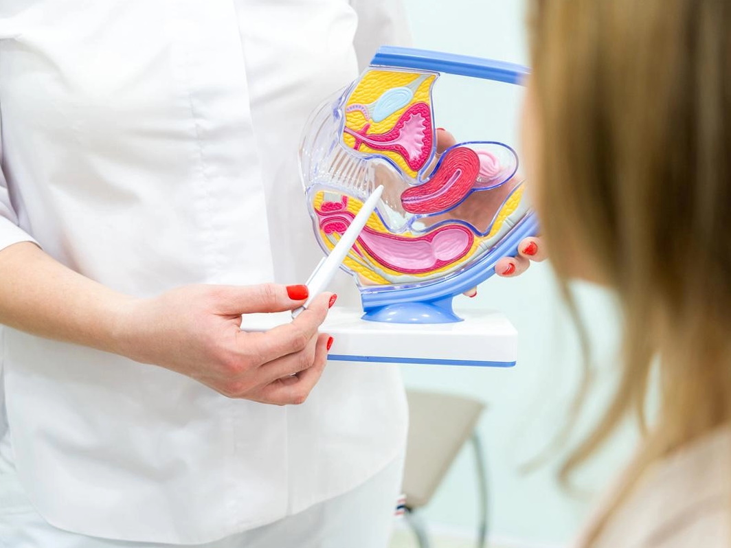 doktorka vysvětluje model močového ústrojí